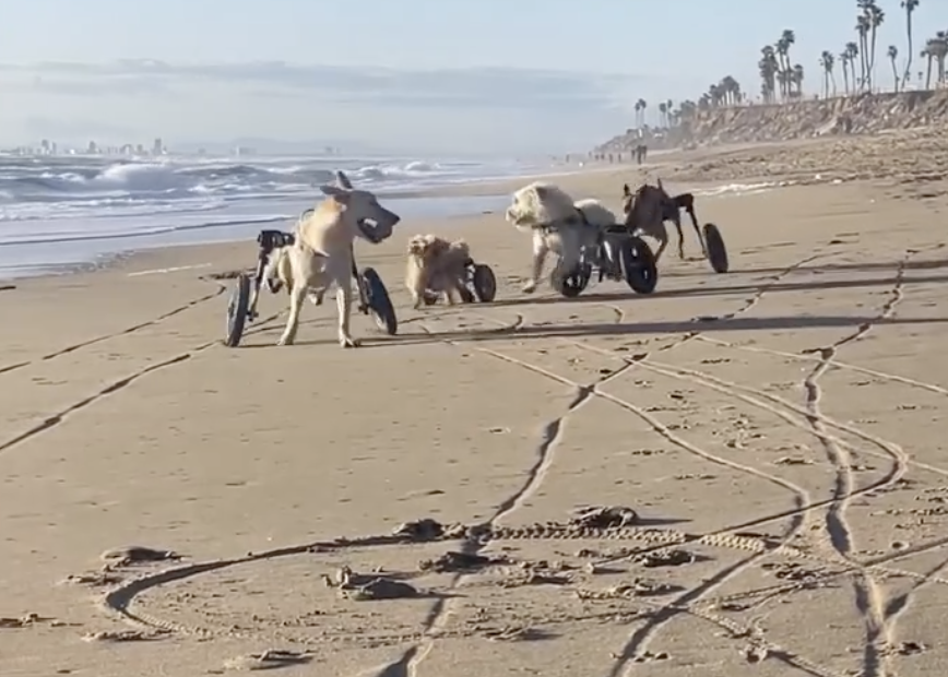 dogs in wheelchairs on the beach